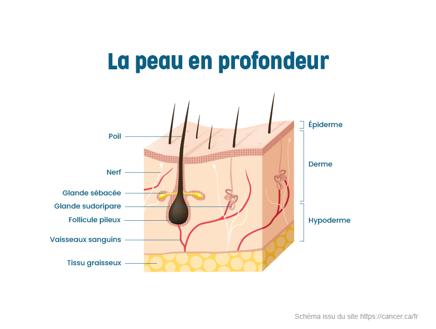 schéma profondeur de la peau