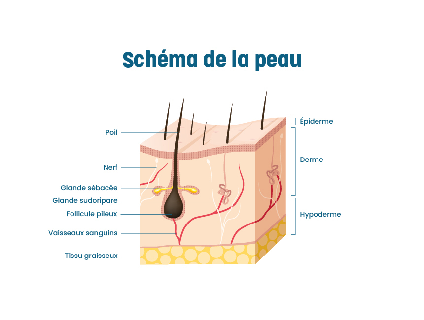 schéma role de la peau