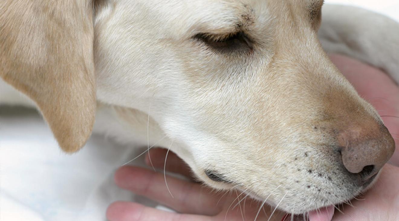 Un chien léchant la main d'un enfant